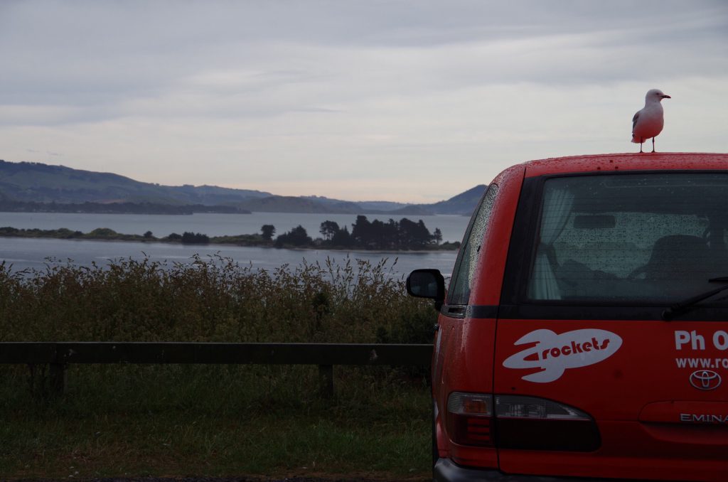 red_billed_gull_taiaroa_head